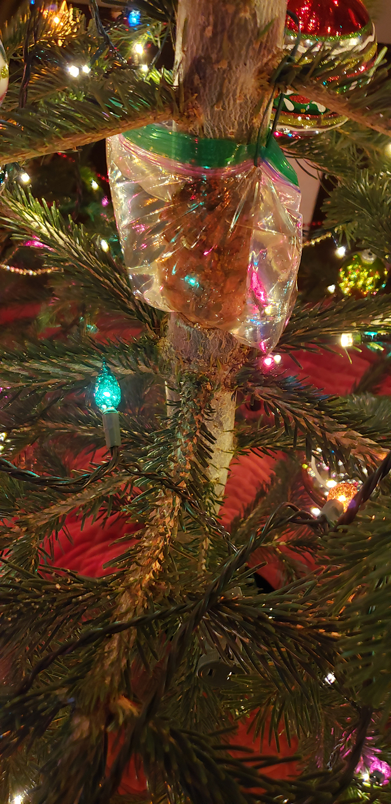 watering-a-doweled-tree